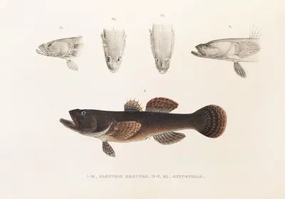 Fauna japonica Pl.091 by Philipp Franz Balthasar von Siebold, 1833-1850 — digital art print download