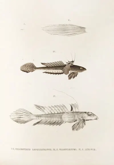 Fauna japonica Pl.092 by Philipp Franz Balthasar von Siebold, 1833-1850 — digital art print download