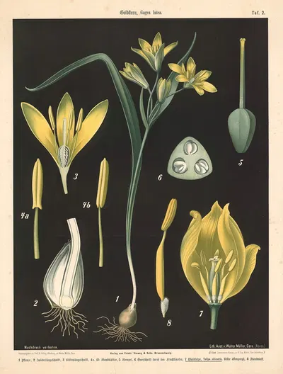 Goldstern, Gagea lutea by Walter Müller, 1894 — digital art print download