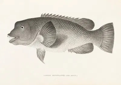Fauna japonica Pl.099 by Philipp Franz Balthasar von Siebold, 1833-1850 — digital art print download