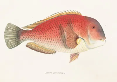 Fauna japonica Pl.101 by Philipp Franz Balthasar von Siebold, 1833-1850 — digital art print download