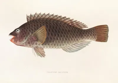 Fauna japonica Pl.106 by Philipp Franz Balthasar von Siebold, 1833-1850 — digital art print download