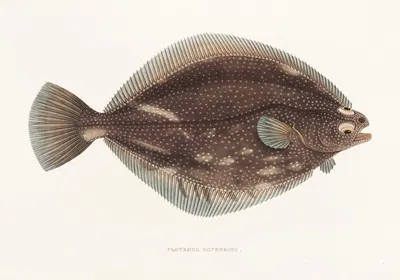 Fauna japonica Pl.108 by Philipp Franz Balthasar von Siebold, 1833-1850 — digital art print download
