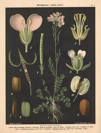 Wiesenschaumkraut, Cardamine pratensis by Walter Müller, 1894 — digital art print download