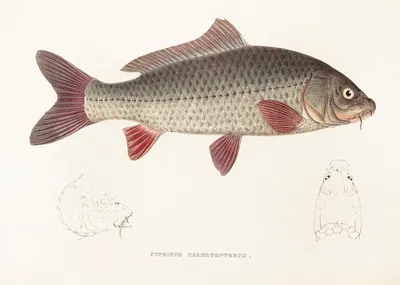 Fauna japonica Pl.113 by Philipp Franz Balthasar von Siebold, 1833-1850 — digital art print download