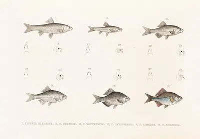 Fauna japonica Pl.117 by Philipp Franz Balthasar von Siebold, 1833-1850 — digital art print download