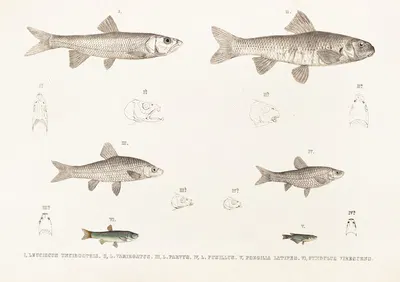 Fauna japonica Pl.119 by Philipp Franz Balthasar von Siebold, 1833-1850 — digital art print download