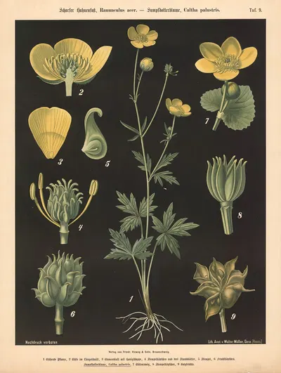 Scharfer Hahnenfuss, Ranunculus acer. – Sumpfdotterblume, Caltha palustris by Walter Müller, 1894 — digital art print…