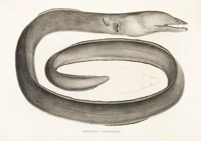 Fauna japonica Pl.133 by Philipp Franz Balthasar von Siebold, 1833-1850 — digital art print download