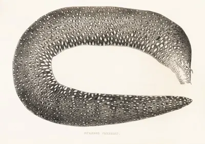 Fauna japonica Pl.136 by Philipp Franz Balthasar von Siebold, 1833-1850 — digital art print download