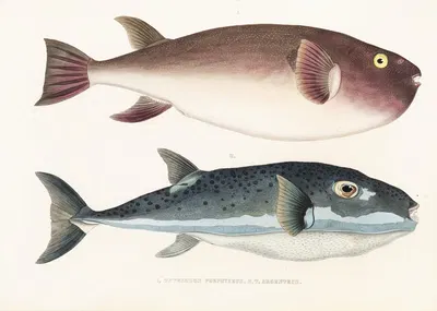 Fauna japonica Pl.138 by Philipp Franz Balthasar von Siebold, 1833-1850 — digital art print download