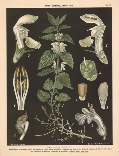 Weisser Bienenfang, Lamium album by Walter Müller, 1894 — digital art print download