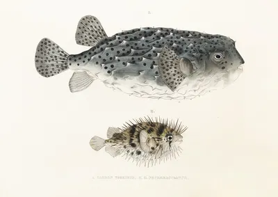 Fauna japonica Pl.145 by Philipp Franz Balthasar von Siebold, 1833-1850 — digital art print download