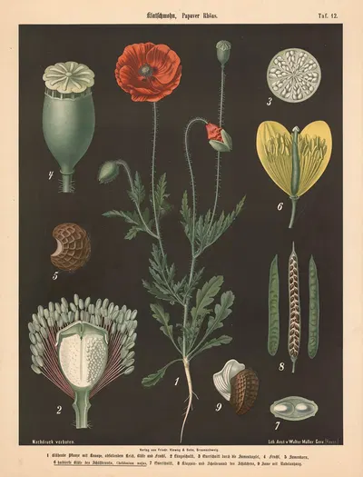Klatschmohn, Papaver Rhöas by Walter Müller, 1894 — digital art print download