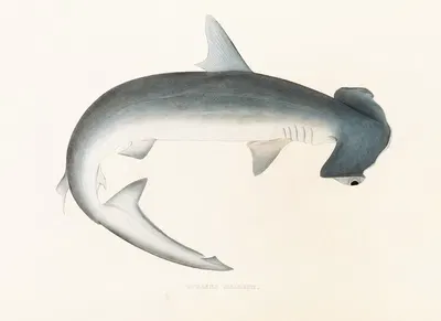 Fauna japonica Pl.155 by Philipp Franz Balthasar von Siebold, 1833-1850 — digital art print download