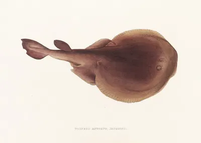Fauna japonica Pl.157 by Philipp Franz Balthasar von Siebold, 1833-1850 — digital art print download