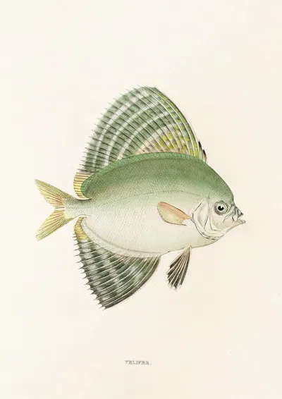 Fauna japonica Pl.161 by Philipp Franz Balthasar von Siebold, 1833-1850 — digital art print download