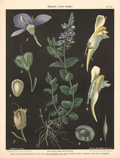 Ehrenpreis, Veronica chamädrys. by Walter Müller, 1894 — digital art print download
