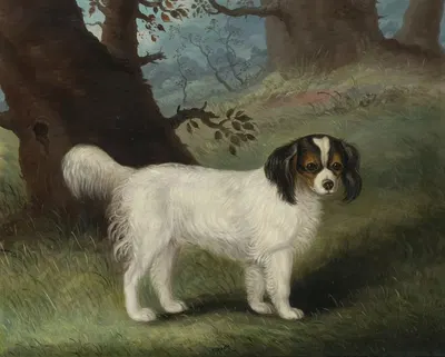 King Charles Spaniel by Samuel Spode, 1835 — digital art print download