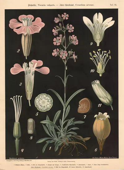 Pechnelke, Viscaria vulgaris. – Acker-Hornkraut, Cerastium arvense by Walter Müller, 1894 — digital art print download