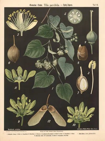 Gemeine Linde, Tilia parvifolia by Walter Müller, 1894 — digital art print download