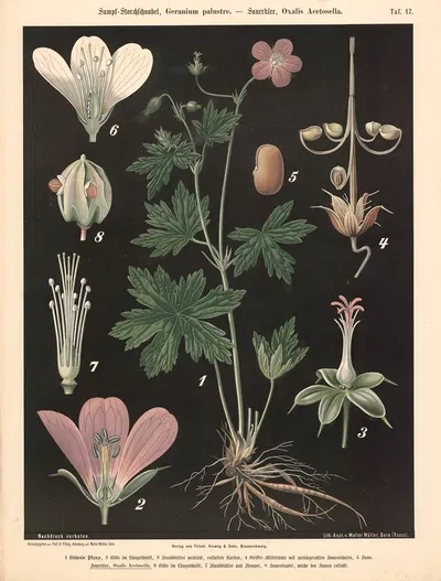 Sumpf-Storchschnabel, Geranium palustre. – Sauerklee, Oxalis Acetoselia by Walter Müller, 1894 — digital art print download