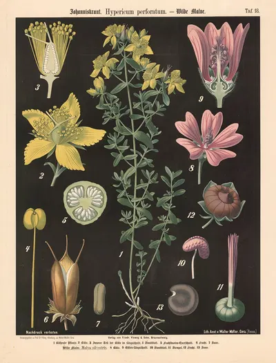 Johanniskraut. Hypericum perforatum. by Walter Müller, 1894 — digital art print download