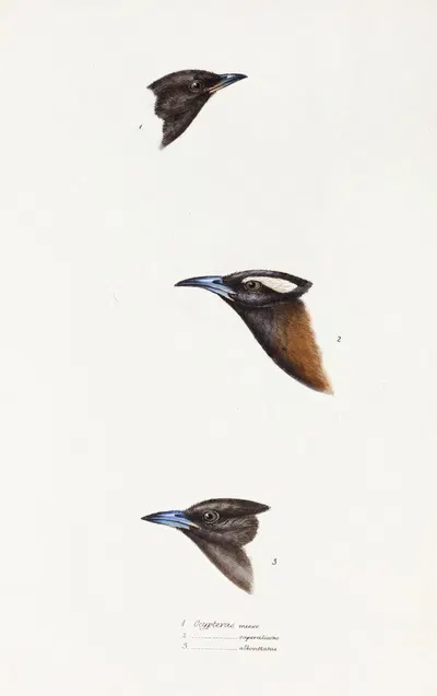A synopsis of the birds of Australia, and the adjacent Islands Pl.01 by Elizabeth Gould, 1837-1838 — digital art print…