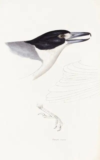 A synopsis of the birds of Australia, and the adjacent Islands Pl.02 by Elizabeth Gould, 1837-1838 — digital art print…