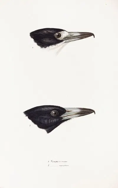 A synopsis of the birds of Australia, and the adjacent Islands Pl.03 by Elizabeth Gould, 1837-1838 — digital art print…