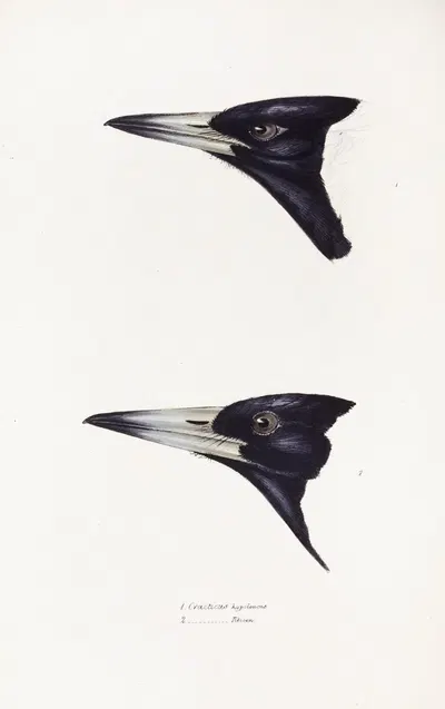 A synopsis of the birds of Australia, and the adjacent Islands Pl.04 by Elizabeth Gould, 1837-1838 — digital art print…