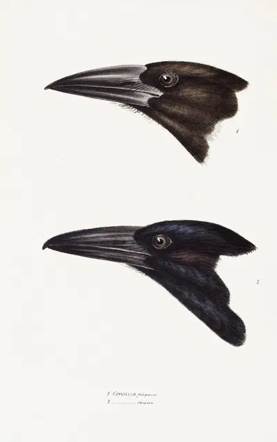 A synopsis of the birds of Australia, and the adjacent Islands Pl.05 by Elizabeth Gould, 1837-1838 — digital art print…