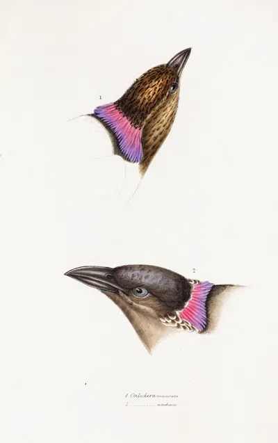 A synopsis of the birds of Australia, and the adjacent Islands Pl.06 by Elizabeth Gould, 1837-1838 — digital art print…