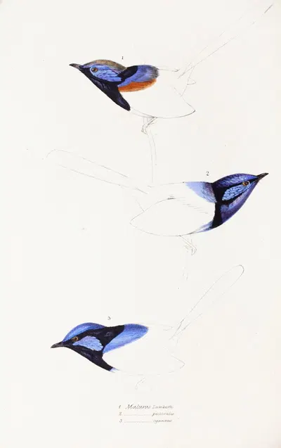 A synopsis of the birds of Australia, and the adjacent Islands Pl.08 by Elizabeth Gould, 1837-1838 — digital art print…