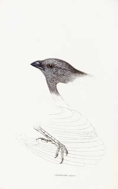 A synopsis of the birds of Australia, and the adjacent Islands Pl.09 by Elizabeth Gould, 1837-1838 — digital art print…