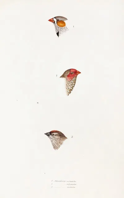 A synopsis of the birds of Australia, and the adjacent Islands Pl.10 by Elizabeth Gould, 1837-1838 — digital art print…