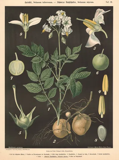 Kartoffel, Solanum tuberosum. – Schwarzer Nachtschatten, Solanum nigrum by Walter Müller, 1894 — digital art print download