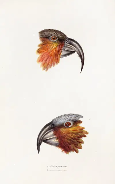 A synopsis of the birds of Australia, and the adjacent Islands Pl.12 by Elizabeth Gould, 1837-1838 — digital art print…