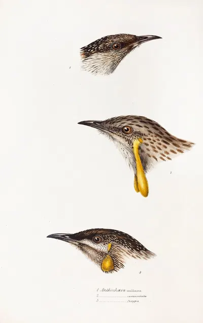 A synopsis of the birds of Australia, and the adjacent Islands Pl.14 by Elizabeth Gould, 1837-1838 — digital art print…