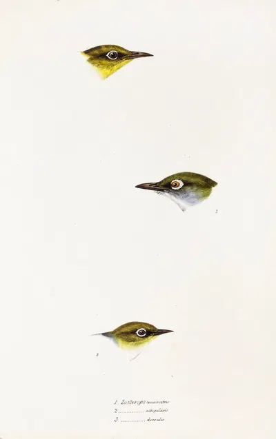 A synopsis of the birds of Australia, and the adjacent Islands Pl.18 by Elizabeth Gould, 1837-1838 — digital art print…
