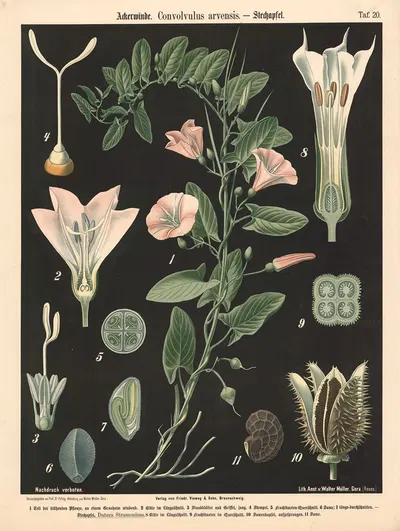 Ackerwinde, Convolvulus arvensis by Walter Müller, 1894 — digital art print download