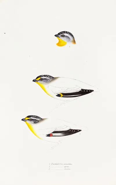 A synopsis of the birds of Australia, and the adjacent Islands Pl.22 by Elizabeth Gould, 1837-1838 — digital art print…