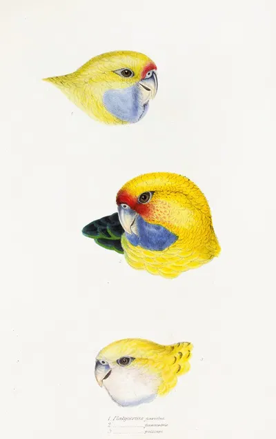 A synopsis of the birds of Australia, and the adjacent Islands Pl.23 by Elizabeth Gould, 1837-1838 — digital art print…