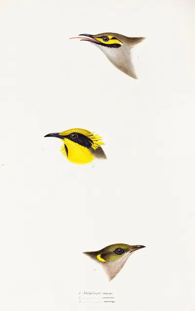A synopsis of the birds of Australia, and the adjacent Islands Pl.26 by Elizabeth Gould, 1837-1838 — digital art print…