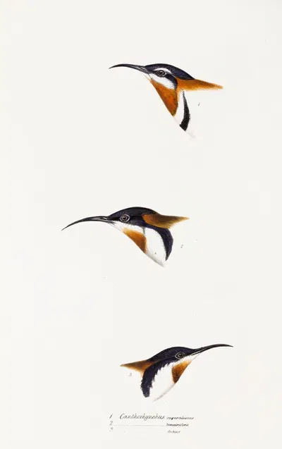 A synopsis of the birds of Australia, and the adjacent Islands Pl.27 by Elizabeth Gould, 1837-1838 — digital art print…