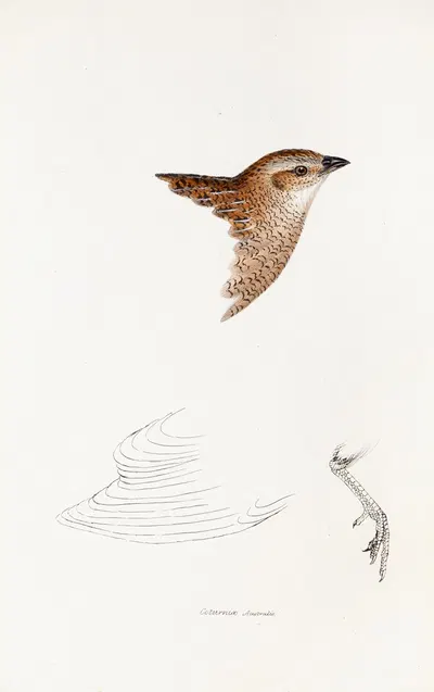 A synopsis of the birds of Australia, and the adjacent Islands Pl.28 by Elizabeth Gould, 1837-1838 — digital art print…