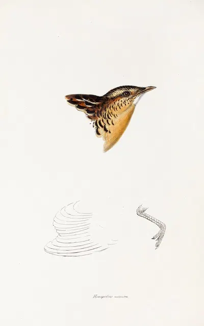 A synopsis of the birds of Australia, and the adjacent Islands Pl.30 by Elizabeth Gould, 1837-1838 — digital art print…