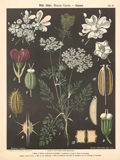 Wilde Möhre, Daucus carota by Walter Müller, 1894 — digital art print download