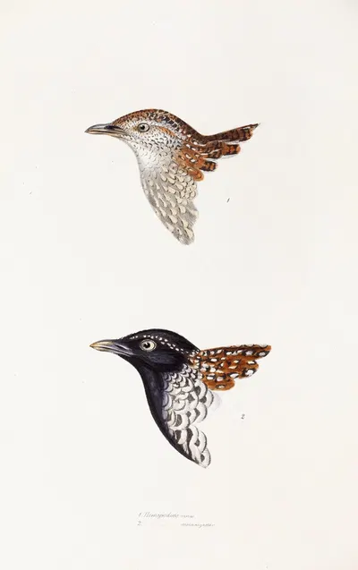 A synopsis of the birds of Australia, and the adjacent Islands Pl.31 by Elizabeth Gould, 1837-1838 — digital art print…