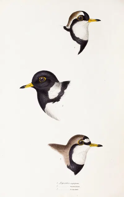 A synopsis of the birds of Australia, and the adjacent Islands Pl.32 by Elizabeth Gould, 1837-1838 — digital art print…